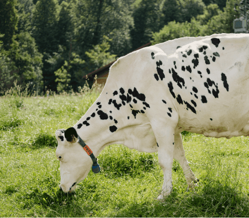 Ruminating as an Indicator of Cattle Health